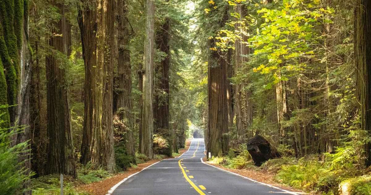 Redwood Forest